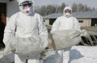 Przypadek wystąpienia wirusa H5N8 (grypa ptaków)