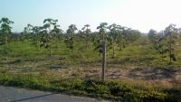 Uprawy OXYTREE